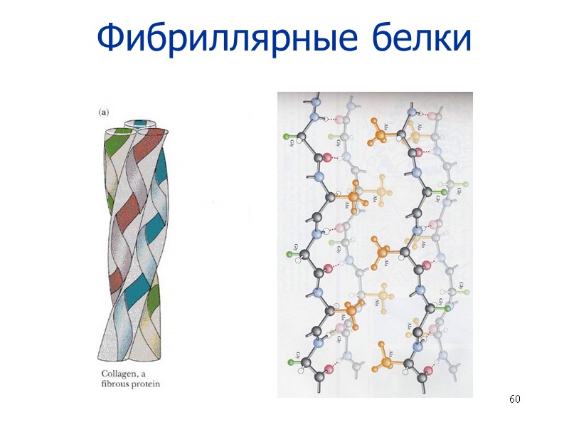 60 Фибриллярные белки